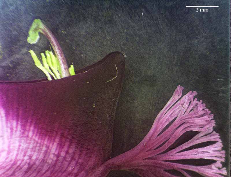 Polygala myrtifolia #49552