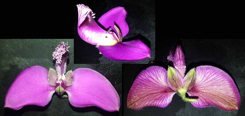 Polygala myrtifolia #49550