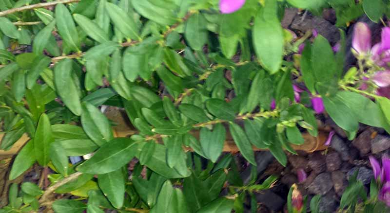 Polygala myrtifolia #49548