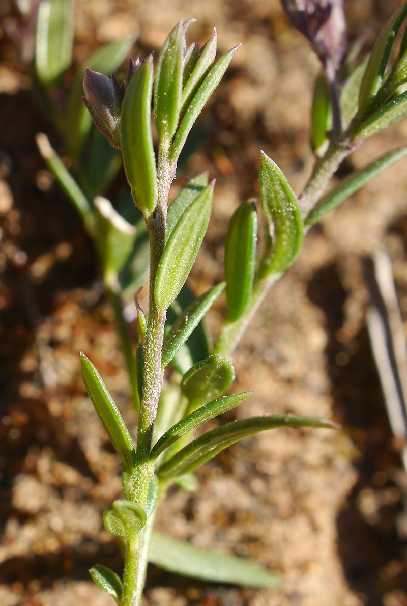 Polygala rupestris #58463