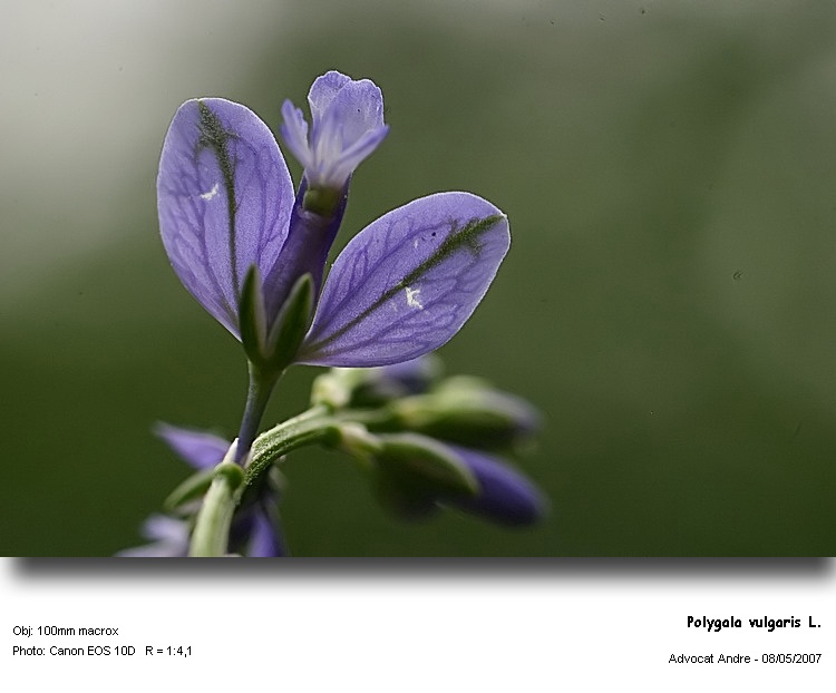 Polygala vulgaris L. #2166