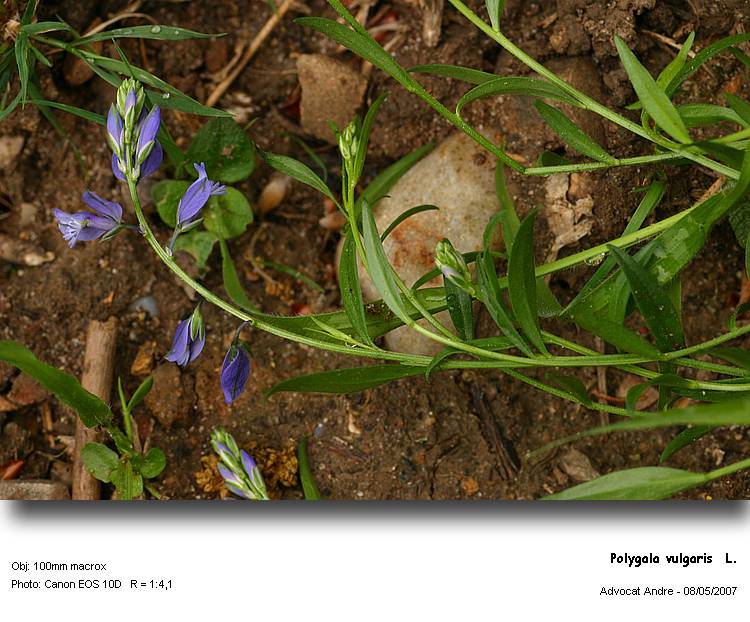 Polygala vulgaris L. #2165