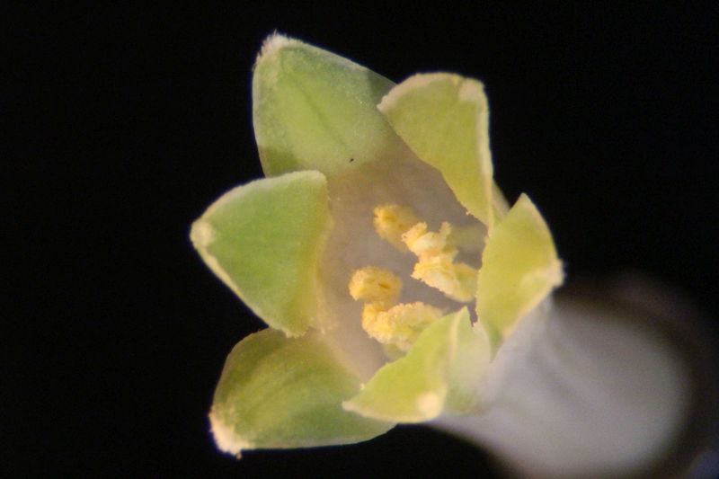 Polygonatum multiflora - Sceau-de-Salomon #70296