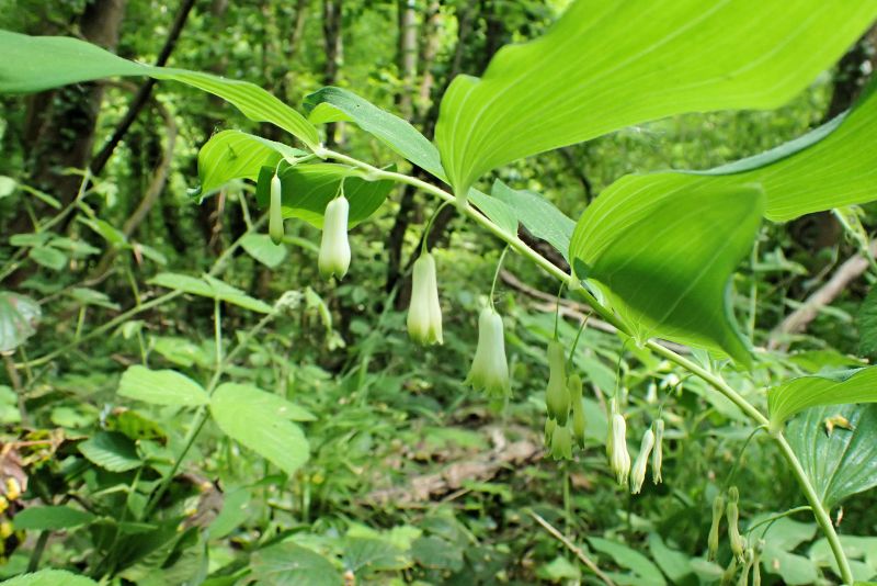 Polygonatum multiflora - Sceau-de-Salomon #70300