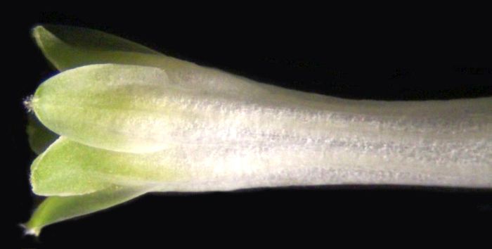 Polygonatum multiflora - Sceau-de-Salomon #70297
