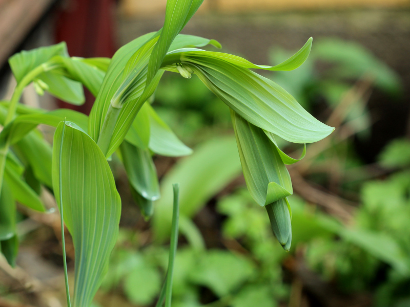 Polygonatum multiflora - Sceau-de-Salomon #70719