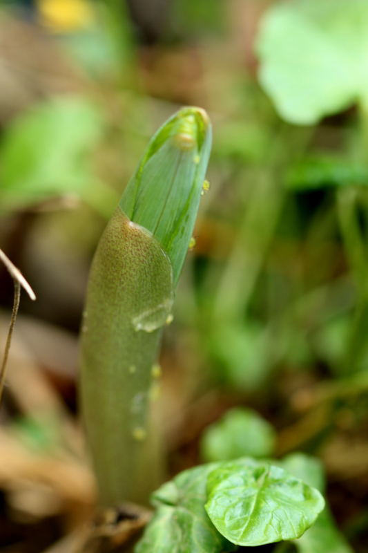 Polygonatum multiflora - Sceau-de-Salomon #70718