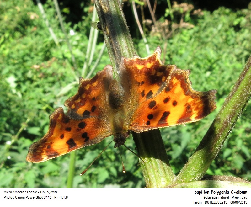 Polygonia C-album #33630