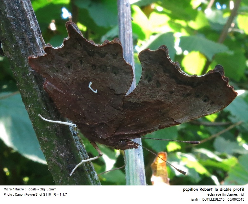 Polygonia C-album #33631