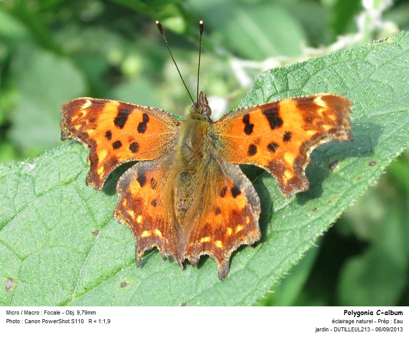 Polygonia C-album #33632
