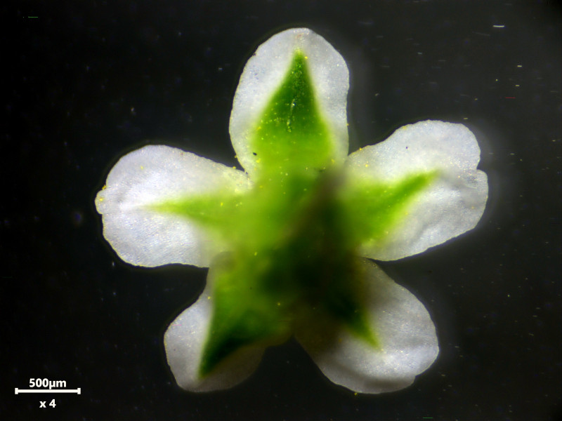Polygonum aviculare L., 1753 - Renouée des oiseaux #83440