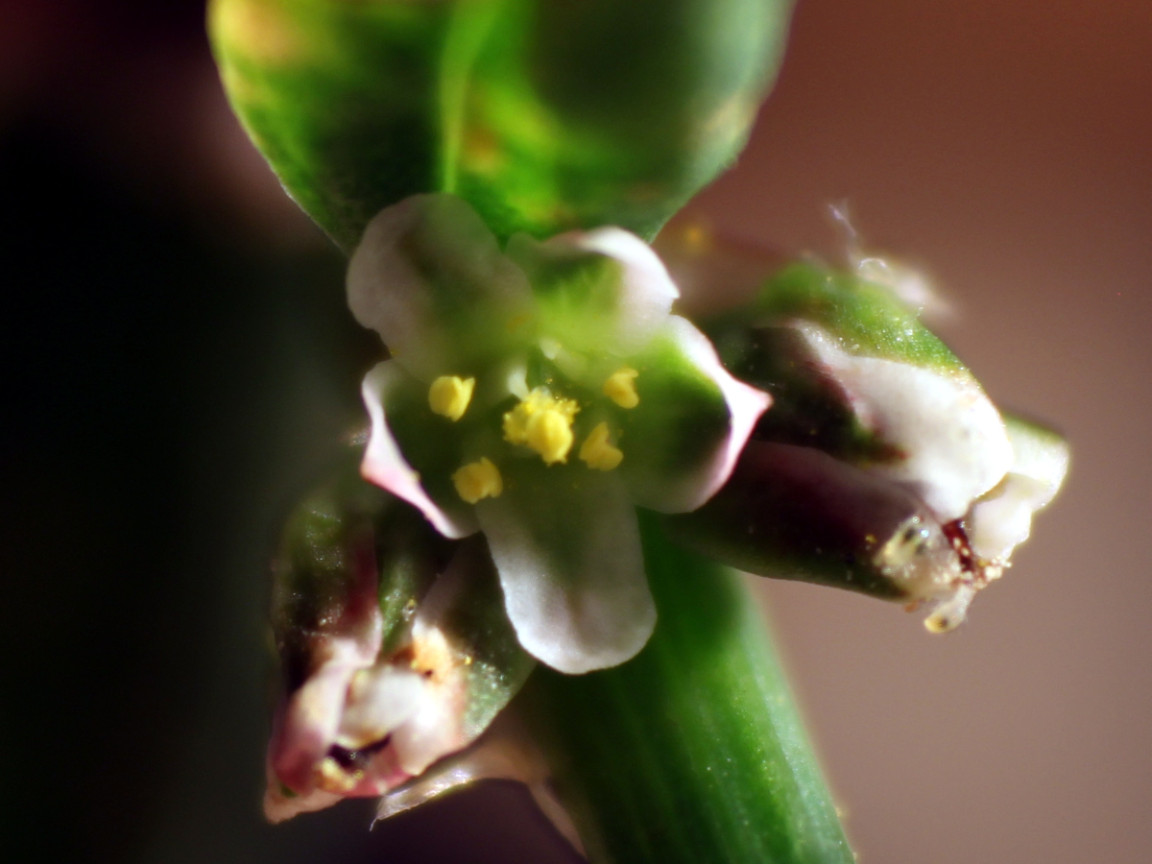 Polygonum aviculare L., 1753 - Renouée des oiseaux #83438