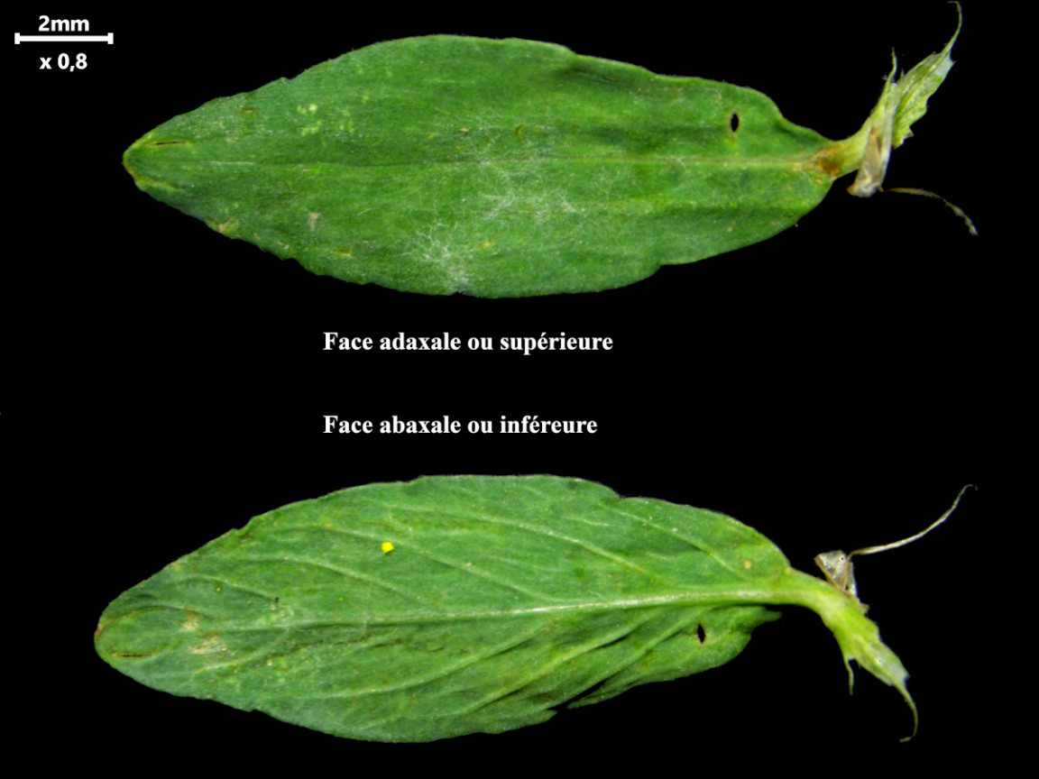Polygonum aviculare L., 1753 - Renouée des oiseaux #83436