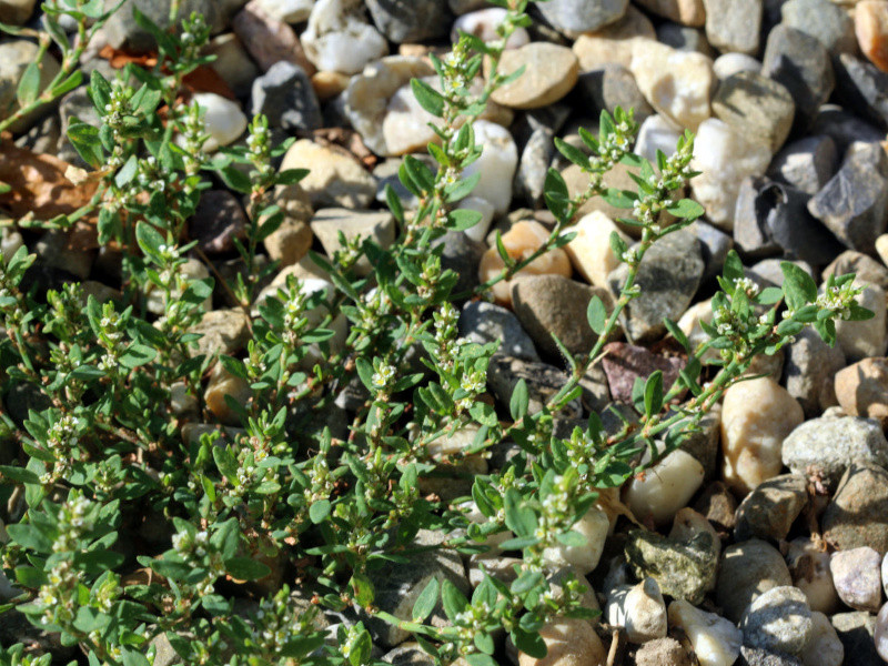 Polygonum aviculare L., 1753 - Renouée des oiseaux #83429