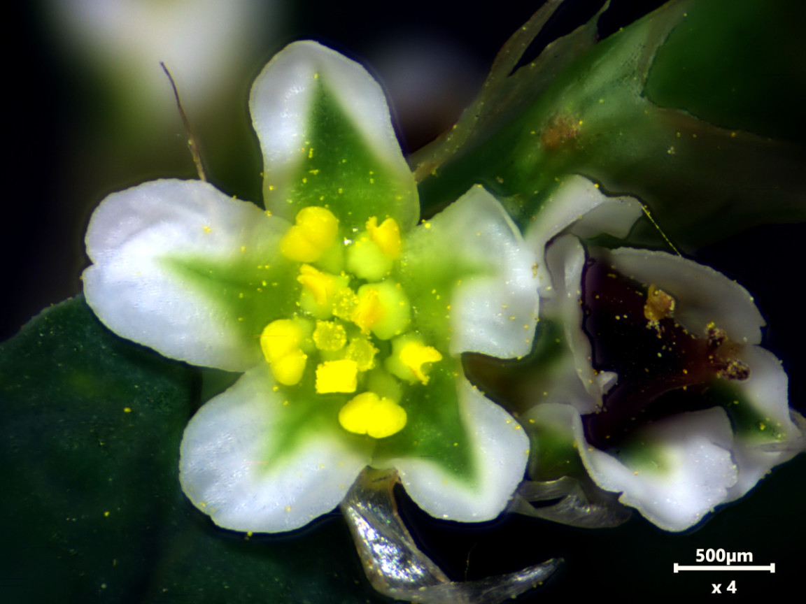 Polygonum aviculare L., 1753 - Renouée des oiseaux #83439
