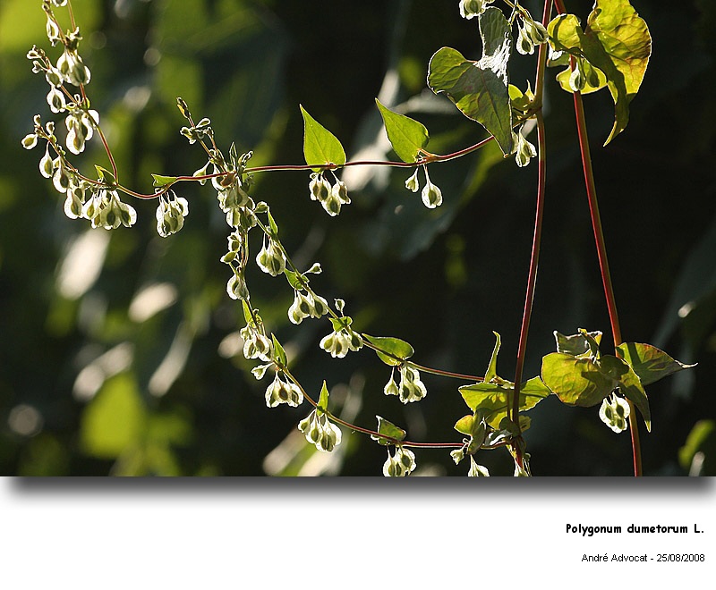 Polygonum dumetorum L.  (La grande vrillée) #5284