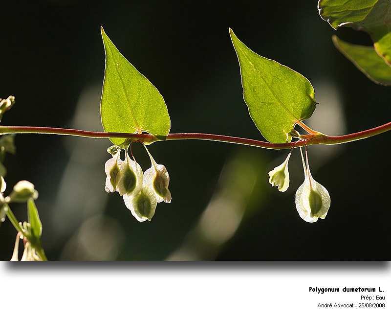 Polygonum dumetorum L.  (La grande vrillée) #5285