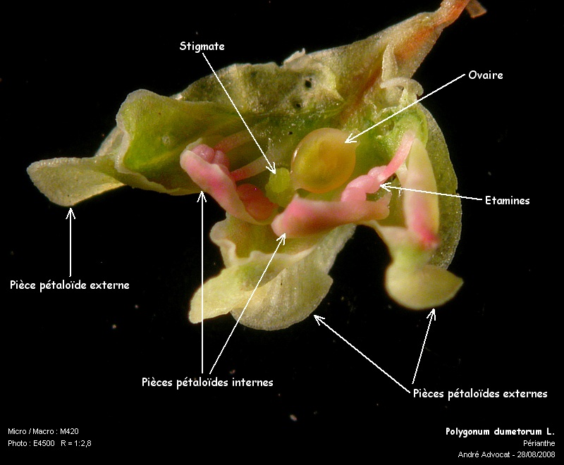 Polygonum dumetorum L.  (La grande vrillée) #5287