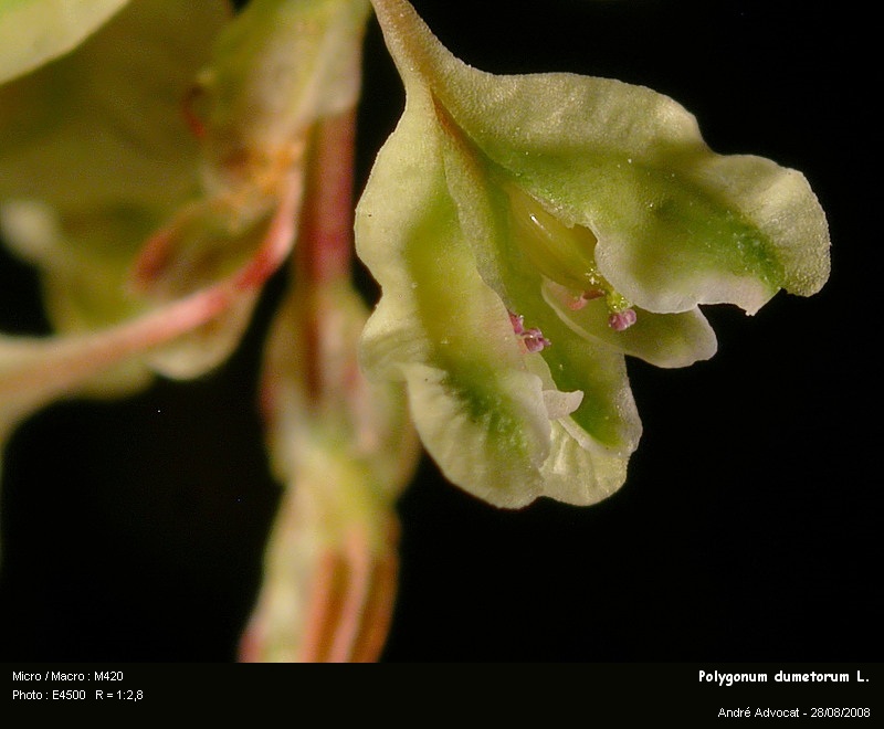Polygonum dumetorum L.  (La grande vrillée) #5286