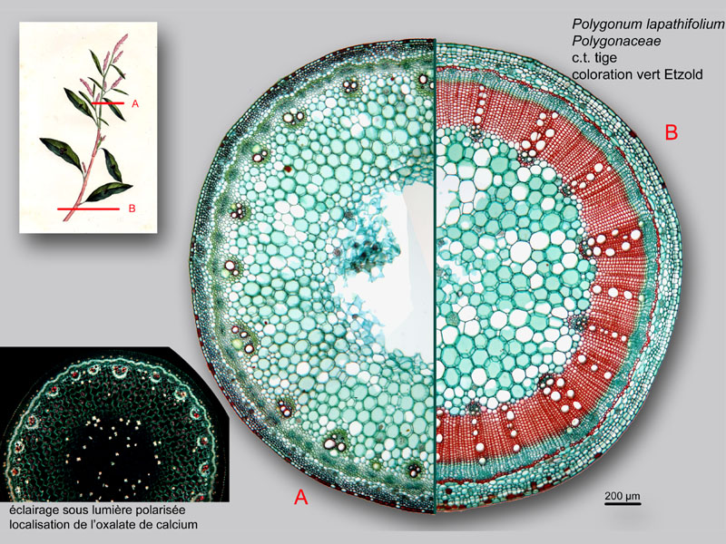 Polygonum lapathifolium histologie, histology. #23590