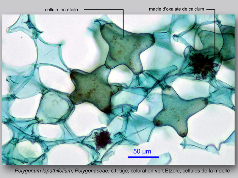 Polygonum lapathifolium histologie, histology. #23593