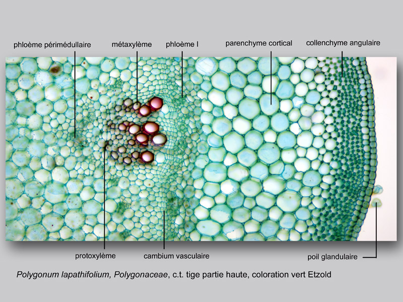 Polygonum lapathifolium histologie, histology. #23591