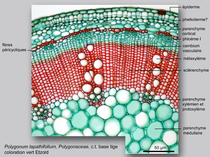 Polygonum lapathifolium histologie, histology. #23592