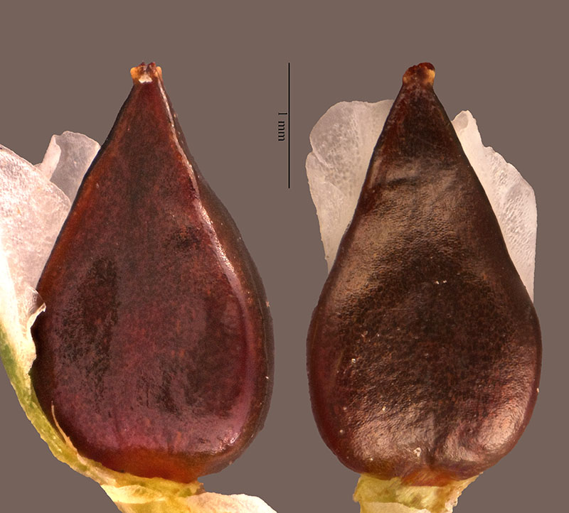 Polygonum maritimum #56381