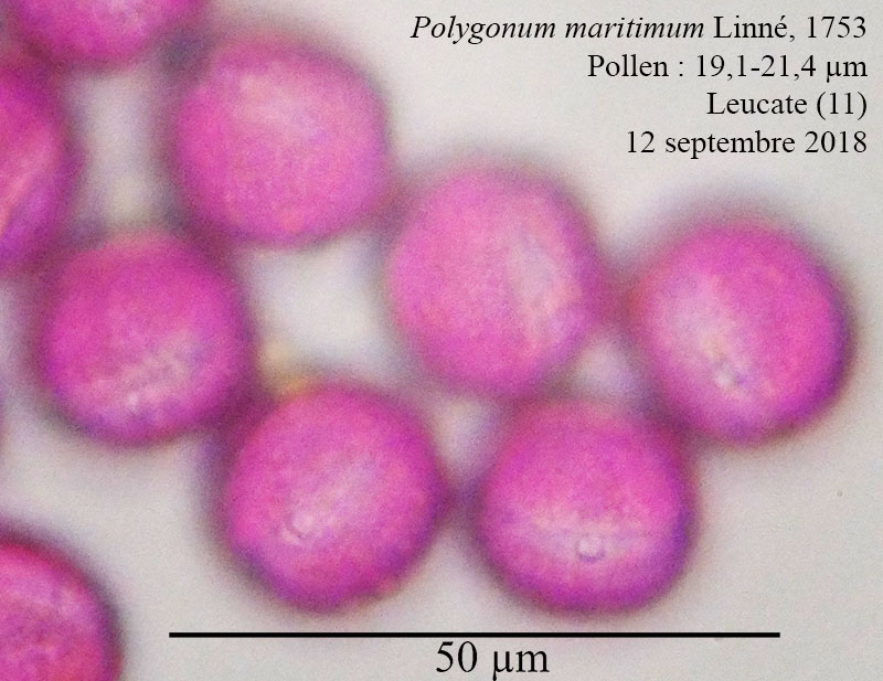Polygonum maritimum #56378
