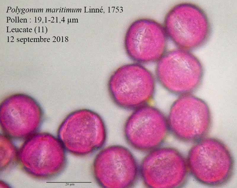Polygonum maritimum #56377
