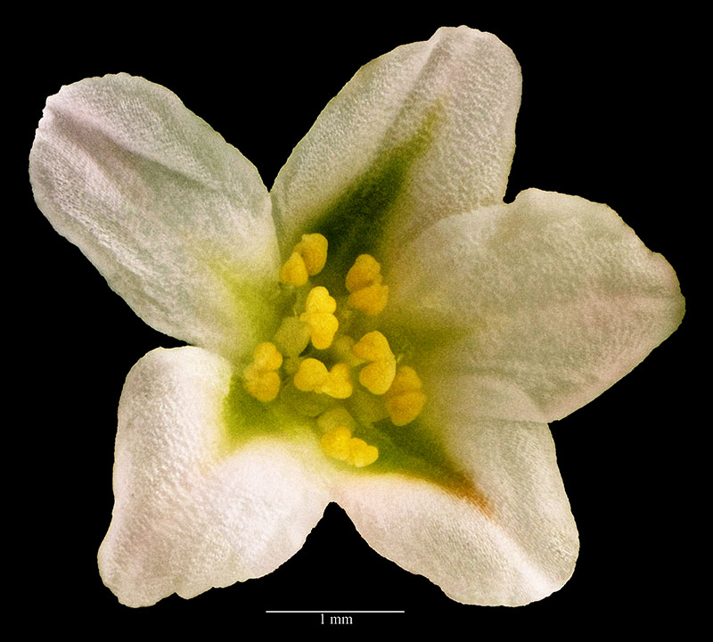 Polygonum maritimum #56380
