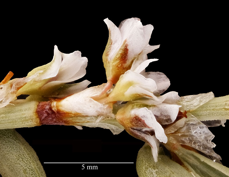 Polygonum maritimum #56373
