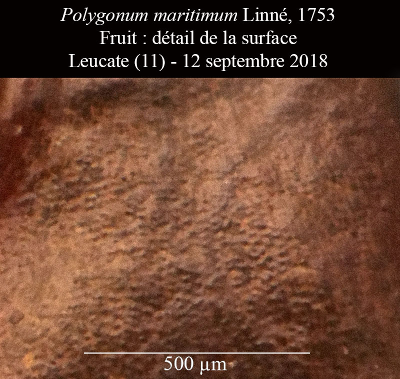 Polygonum maritimum #56382