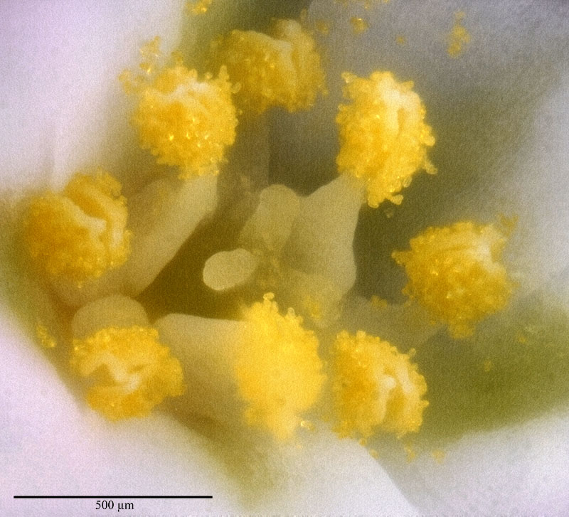 Polygonum maritimum #56375