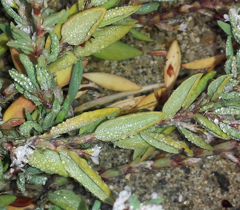 Polygonum maritimum #56369