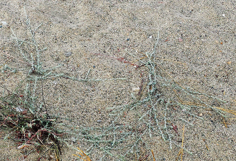 Polygonum maritimum #56367