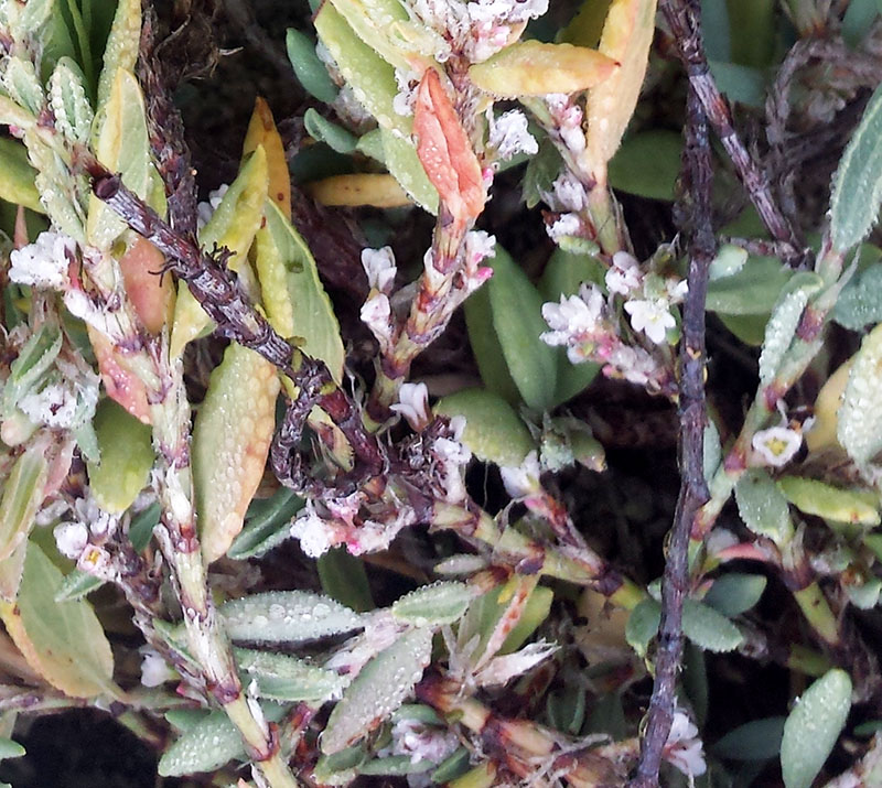 Polygonum maritimum #56370