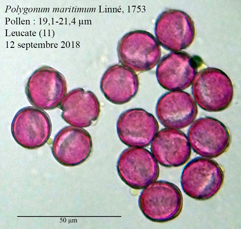 Polygonum maritimum #56379