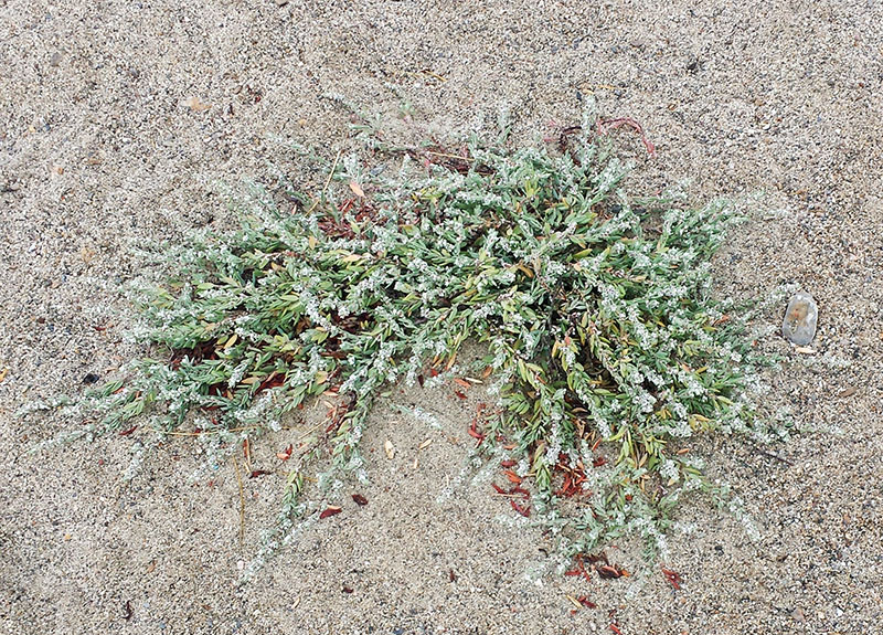 Polygonum maritimum #56368