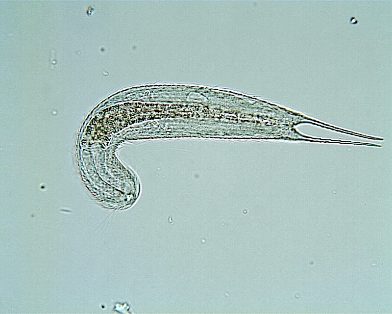 Polymerurus nodifurca #22752