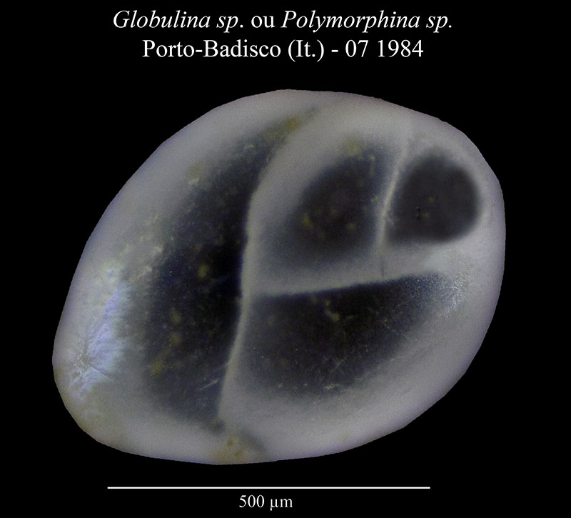 Polymorphina fistulosa #56107