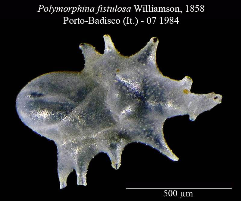 Polymorphina fistulosa #56106
