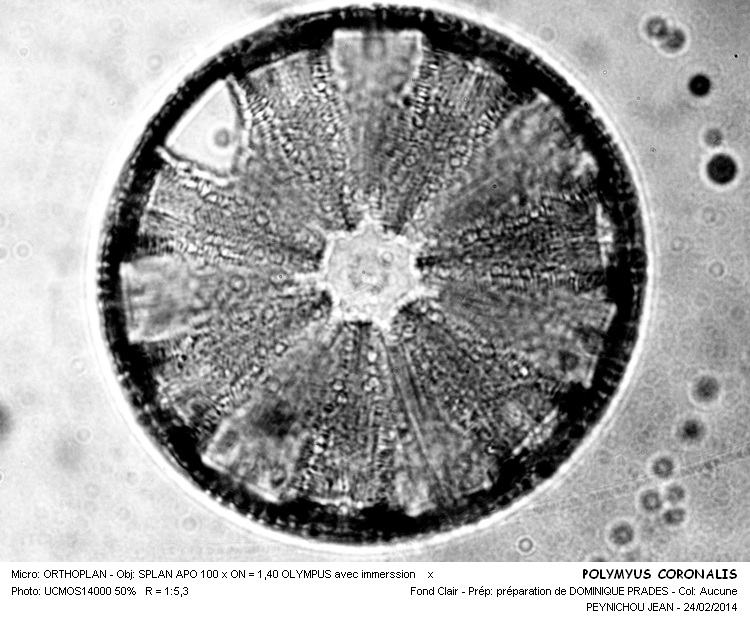 POLYMYUS CORONARIS #36493