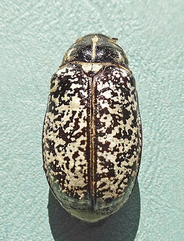 Polyphyla fullo femelle #69436