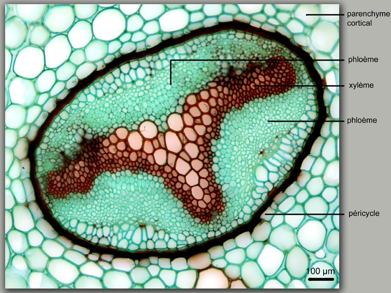 Polypodium interjectum, histologie, histology. #20777