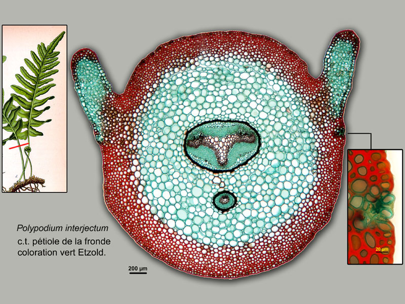 Polypodium interjectum, histologie, histology. #20776