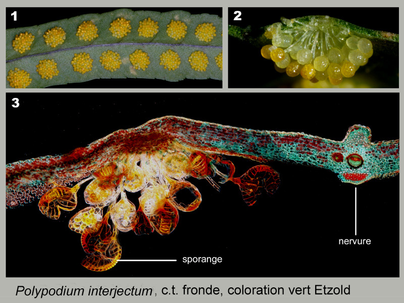 Polypodium interjectum, histologie, histology. #20778