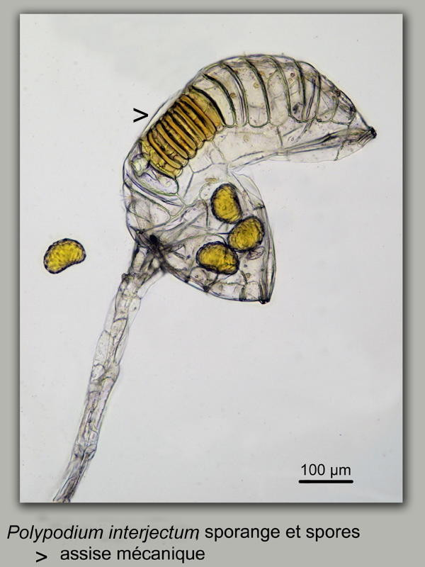 Polypodium interjectum, histologie, histology. #20779