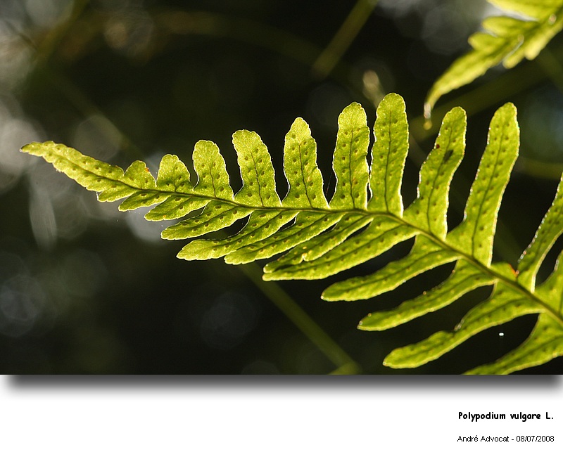 Polypodium vulgare L. (Réglisse des bois) #4952