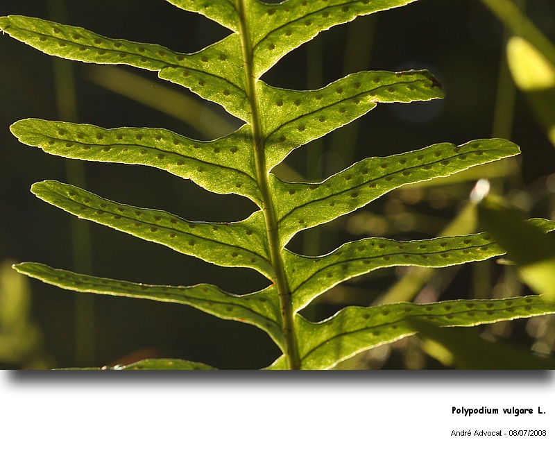 Polypodium vulgare L. (Réglisse des bois) #4953